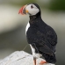 puffin_atlantic_msi_v_1053_can2344.jpg